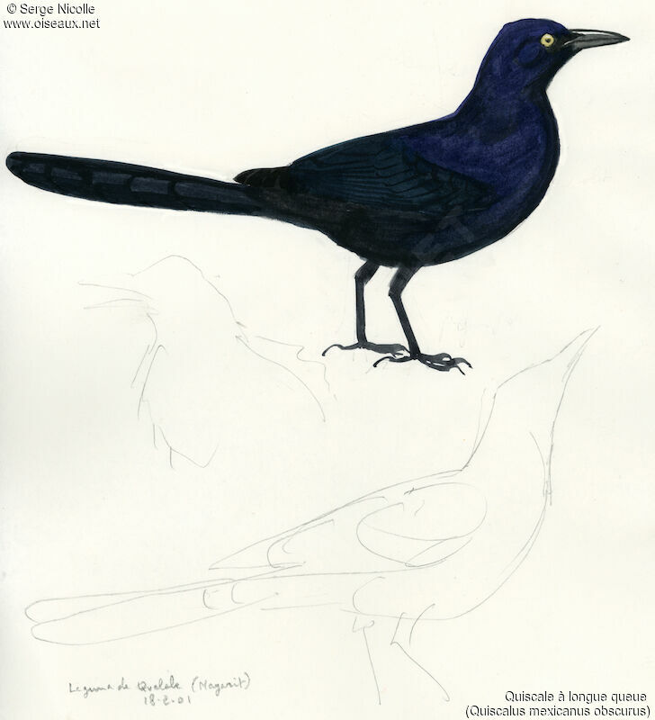 Great-tailed Grackle, identification