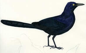 Great-tailed Grackle