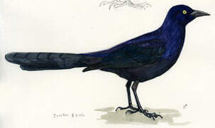 Great-tailed Grackle