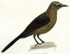 Great-tailed Grackle