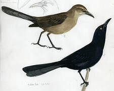 Great-tailed Grackle