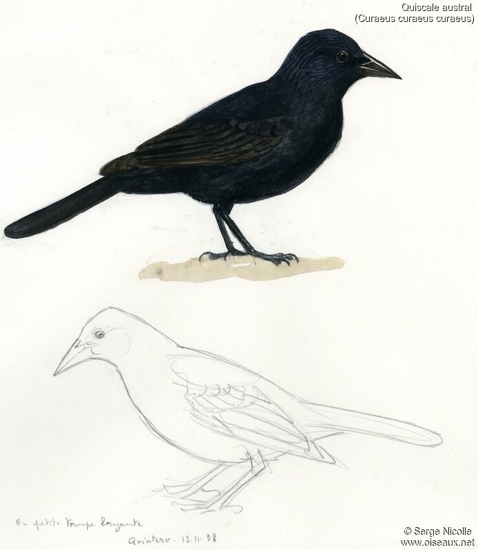 Austral Blackbird, identification