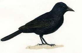 Austral Blackbird