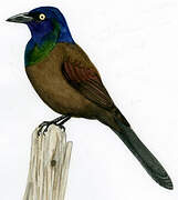 Common Grackle