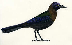 Common Grackle