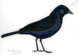 Scrub Blackbird