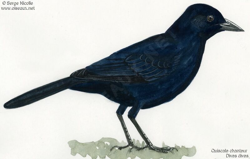 Melodious Blackbird, identification