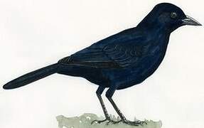 Melodious Blackbird