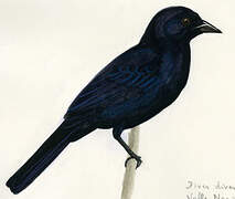 Melodious Blackbird