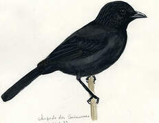 Chopi Blackbird