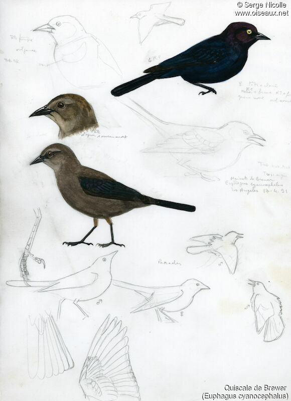 Brewer's Blackbird , identification