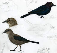 Brewer's Blackbird