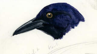 Boat-tailed Grackle