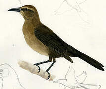 Boat-tailed Grackle