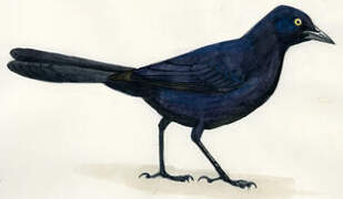 Carib Grackle