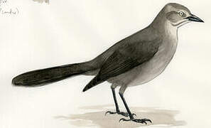 Carib Grackle