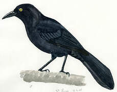 Carib Grackle