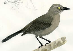 Carib Grackle