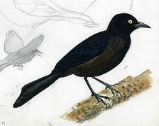 Carib Grackle