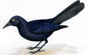 Greater Antillean Grackle