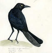 Greater Antillean Grackle