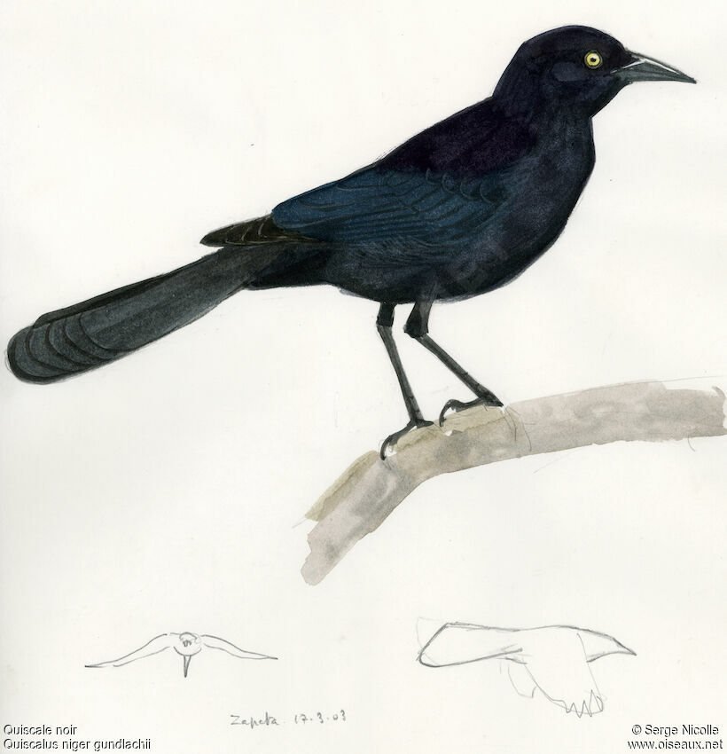 Greater Antillean Grackle, identification