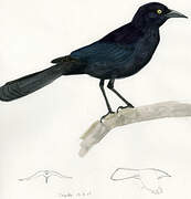 Greater Antillean Grackle