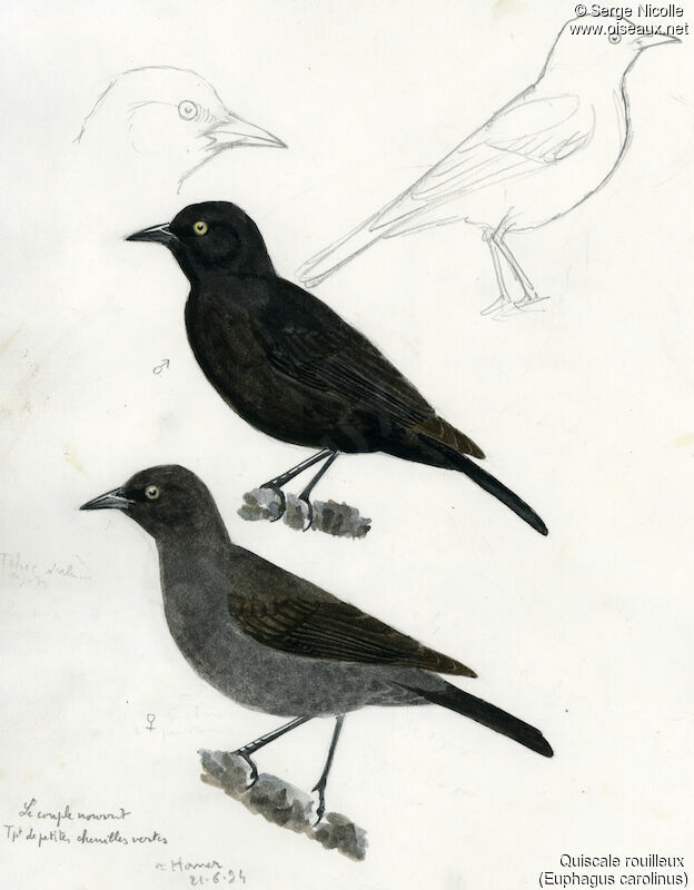 Rusty Blackbird , identification