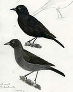 Rusty Blackbird