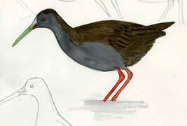 Plumbeous Rail