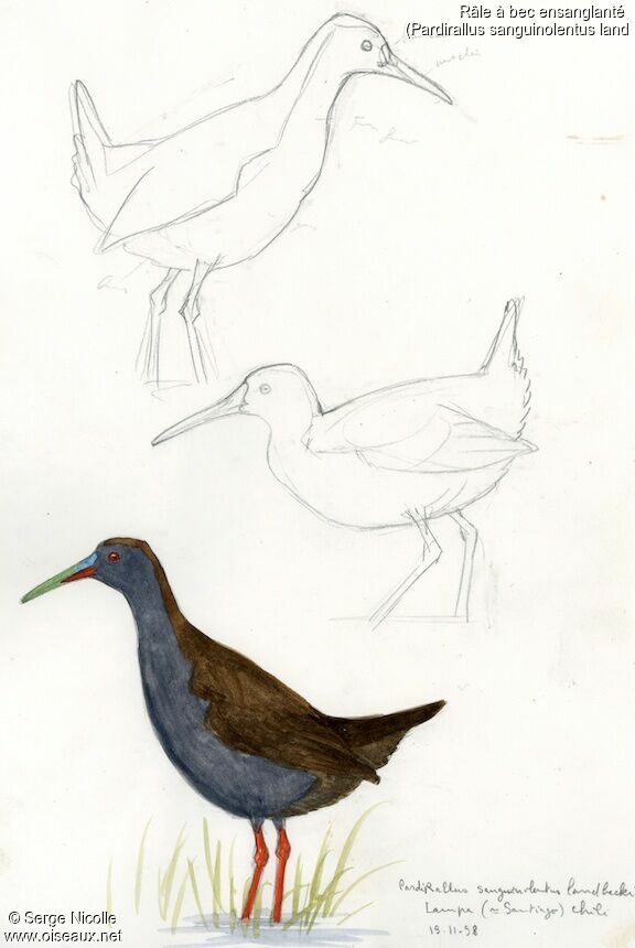 Plumbeous Rail, identification