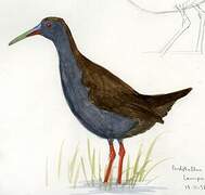 Plumbeous Rail