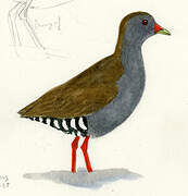 Paint-billed Crake