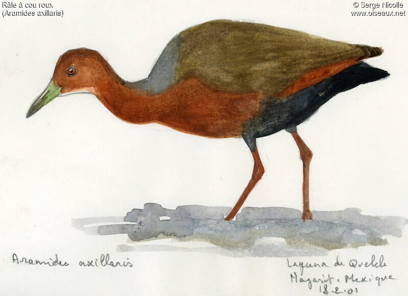 Rufous-necked Wood Rail, identification