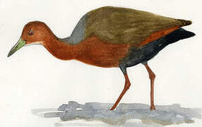 Rufous-necked Wood Rail