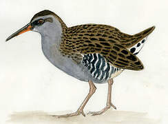 Brown-cheeked Rail