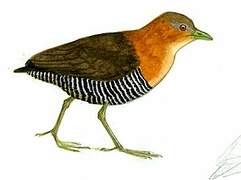 White-throated Crake