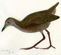 Brown Crake