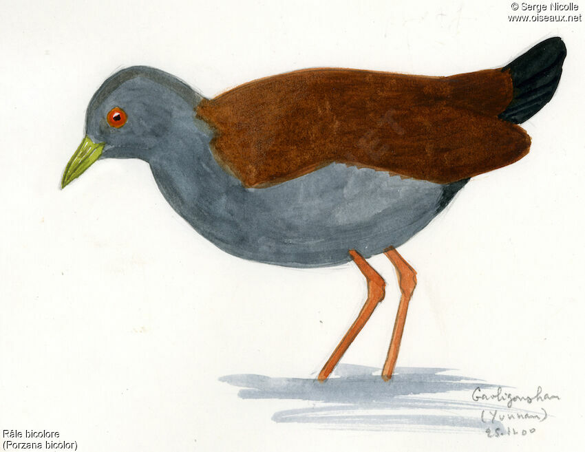 Black-tailed Crake, identification