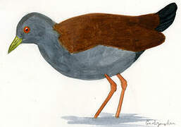 Black-tailed Crake