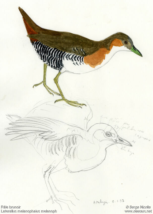 Rufous-sided Crake, identification