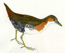 Rufous-sided Crake