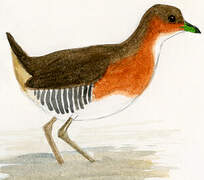 Rufous-sided Crake