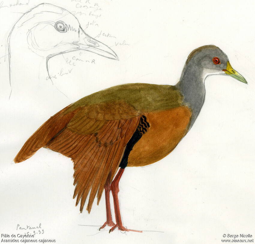 Grey-necked Wood Rail