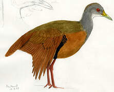 Grey-necked Wood Rail