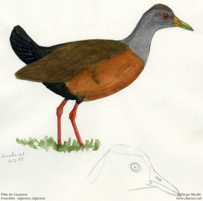 Grey-necked Wood Rail