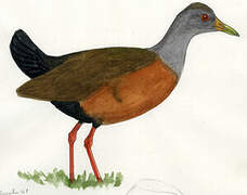 Grey-necked Wood Rail