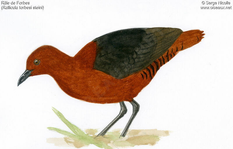 Forbes's Forest Rail, identification