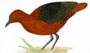 Forbes's Forest Rail