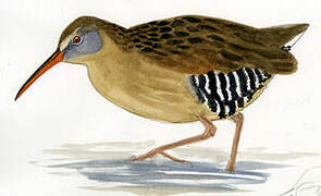 Virginia Rail